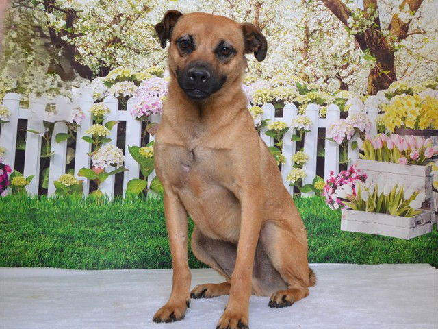 adoptable Dog in Oroville, CA named CHEWY