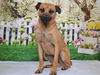 adoptable Dog in  named CHEWY
