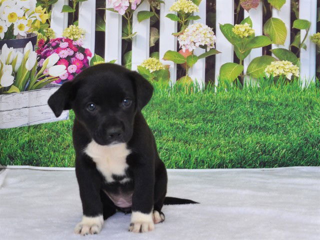 adoptable Dog in Oroville, CA named MATILDA