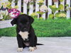 adoptable Dog in  named MATILDA