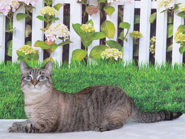 adoptable Cat in Oroville, CA named NOODLE