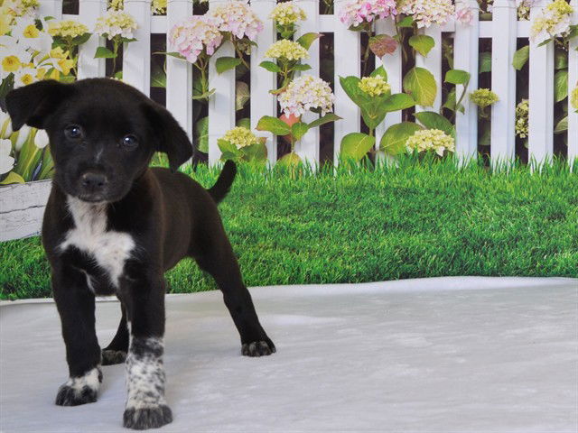 adoptable Dog in Oroville, CA named INDIGO