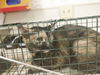 adoptable Cat in ,  named A608607