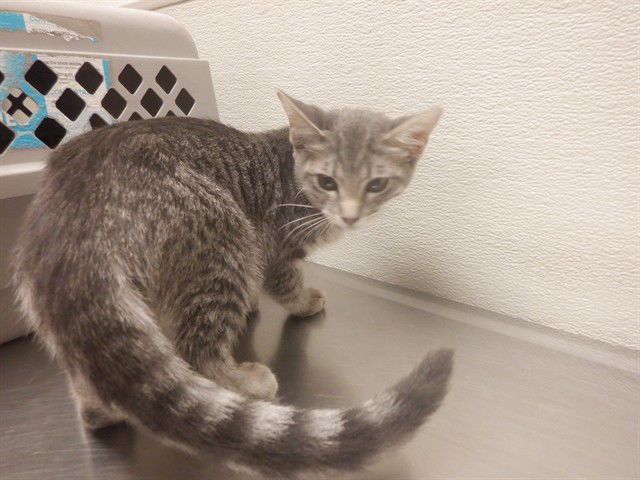 adoptable Cat in Oroville, CA named PEPPER