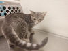 adoptable Cat in ,  named PEPPER