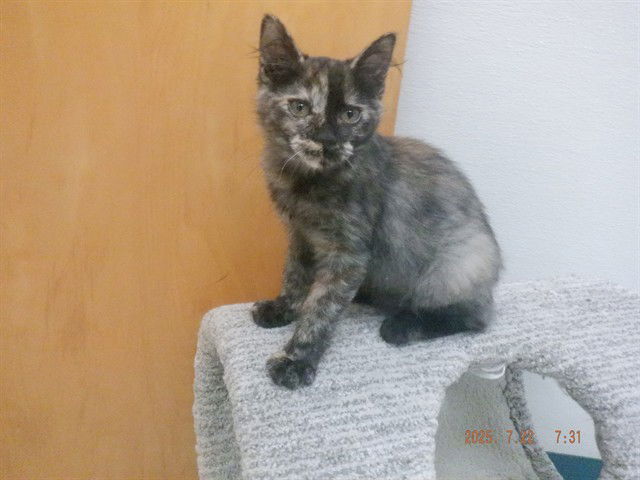 adoptable Cat in Oroville, CA named MILEY