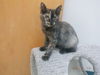 adoptable Cat in  named MILEY
