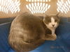 adoptable Cat in  named YAKI