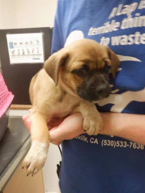 adoptable Dog in Oroville, CA named LETTIE