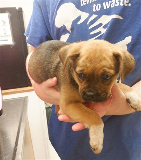 adoptable Dog in Oroville, CA named HETTIE