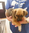adoptable Dog in  named A608943