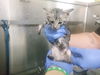 adoptable Cat in  named STICKY