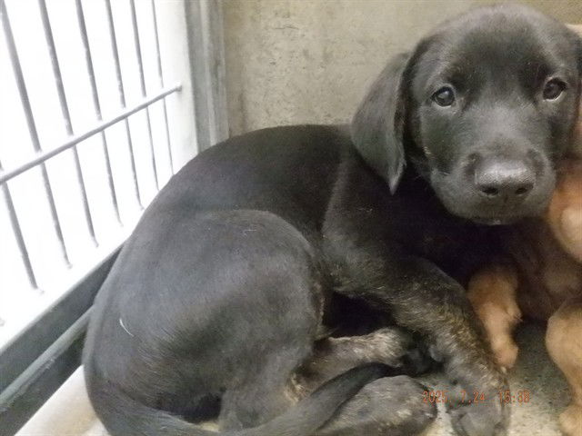 adoptable Dog in Oroville, CA named JERRY