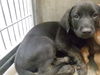 adoptable Dog in  named JERRY