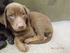 adoptable Dog in  named TOM