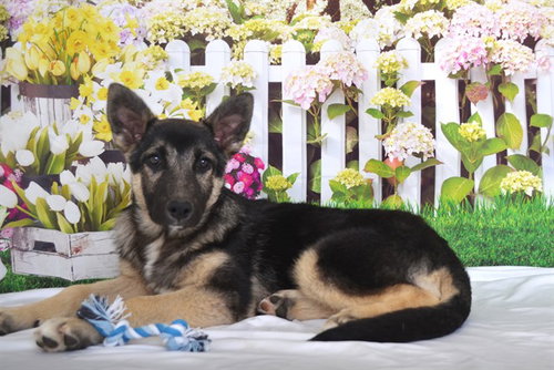 SMOKEY, an adoptable German Shepherd Dog in Oroville, CA