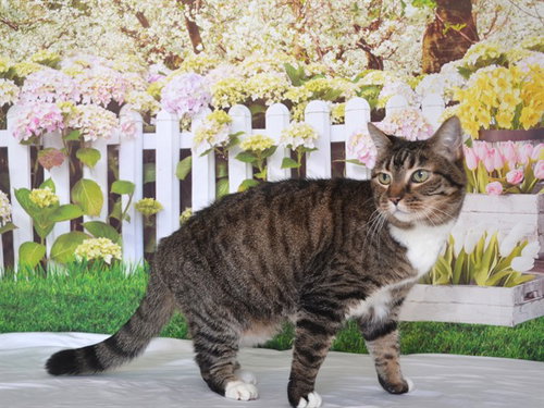 PATTI, an adoptable Domestic Short Hair in Oroville, CA