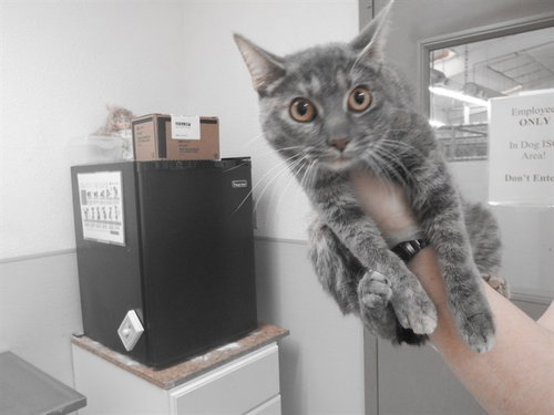 SPARK, an adoptable Domestic Short Hair in Oroville, CA