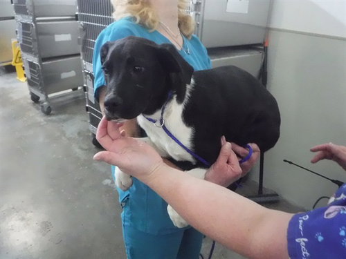 HUGO, an adoptable Labrador Retriever in Oroville, CA