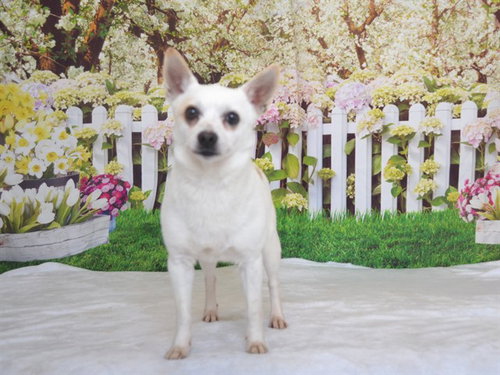 GINO, an adoptable Chihuahua in Oroville, CA
