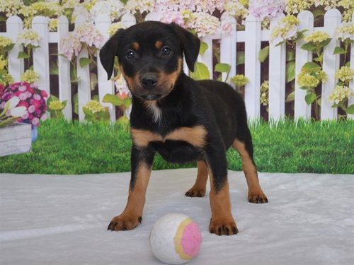 PIE, an adoptable Rottweiler in Oroville, CA