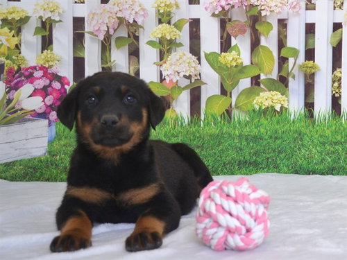TARTE, an adoptable Rottweiler in Oroville, CA