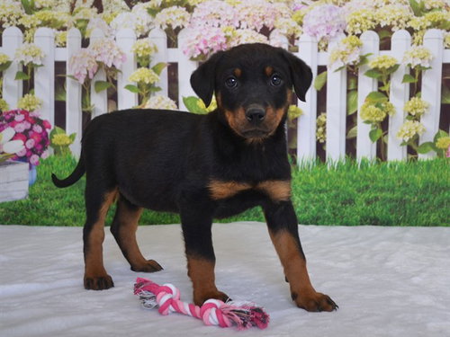 CROISSANT, an adoptable Rottweiler in Oroville, CA