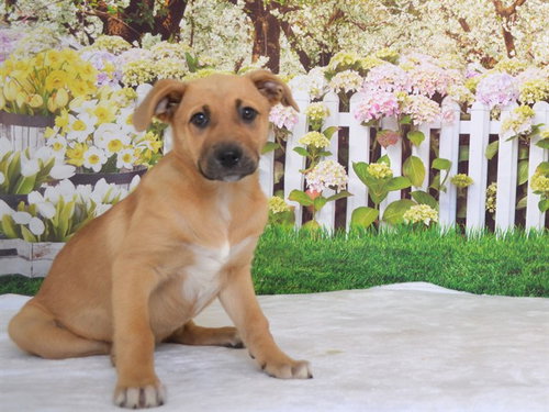 LETTI, an adoptable German Shepherd Dog in Oroville, CA