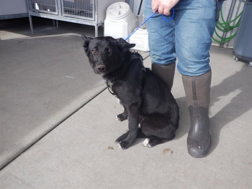 RAVEN, an adoptable German Shepherd Dog in Oroville, CA