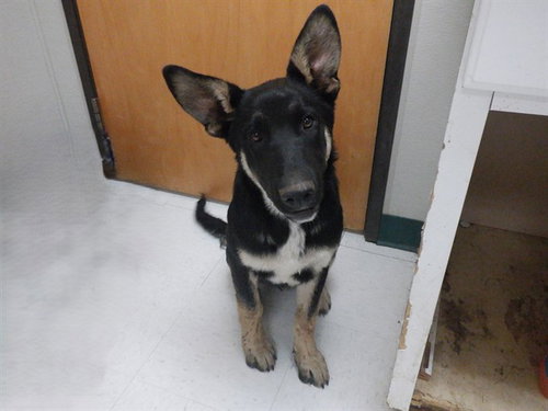 RONAN, an adoptable German Shepherd Dog in Oroville, CA
