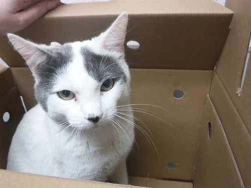 picture of the cat needing adoption