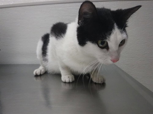 SALLY, an adoptable Domestic Short Hair in Oroville, CA