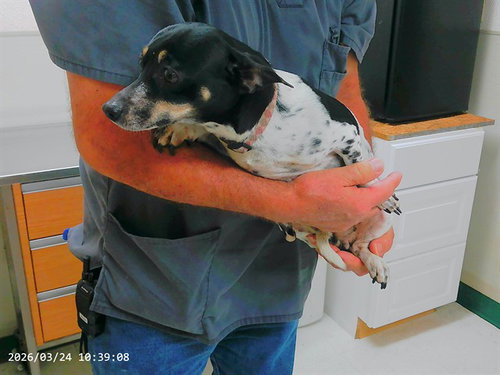 ELIZABETH, an adoptable Chihuahua in Oroville, CA