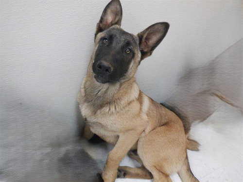 RUGER, an adoptable Belgian Shepherd Malinois in Oroville, CA