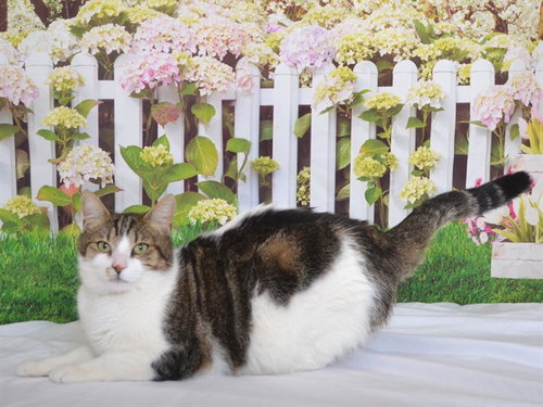 picture of the cat needing adoption