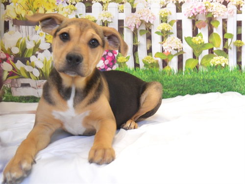 picture of the dog needing adoption