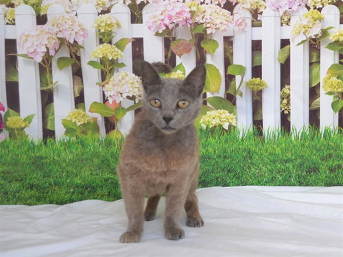 picture of the cat needing adoption