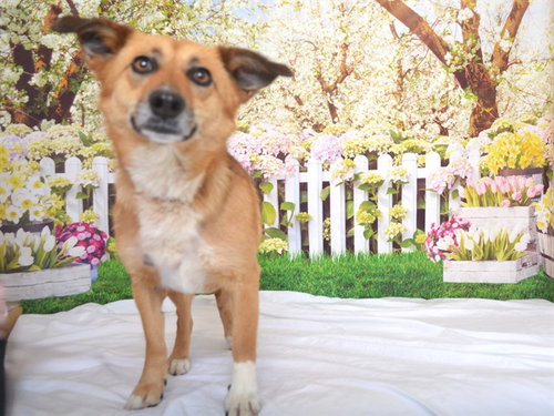 picture of the dog needing adoption
