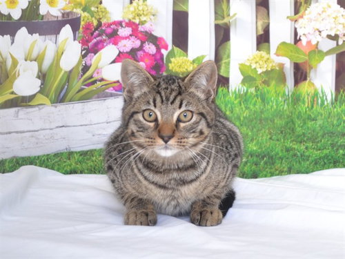 picture of the cat needing adoption