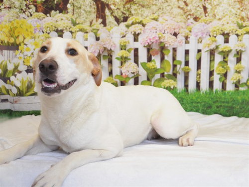 picture of the dog needing adoption