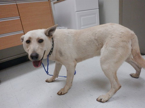 picture of the dog needing adoption