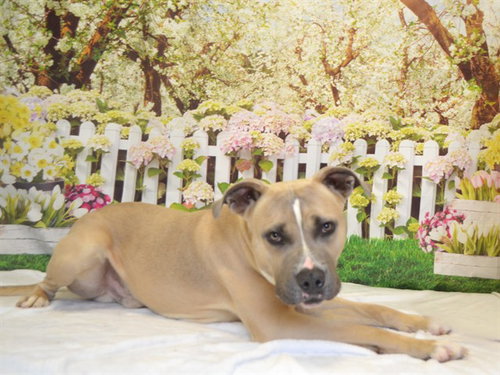 picture of the dog needing adoption