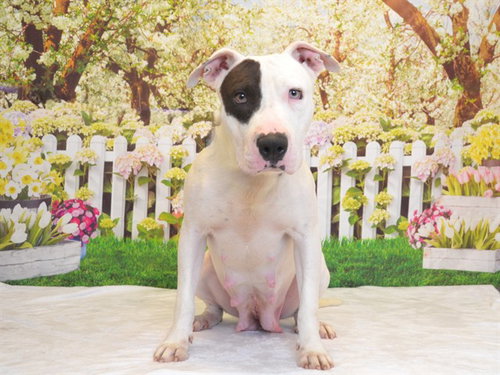PEBBLES, an adoptable Pit Bull Terrier in Oroville, CA