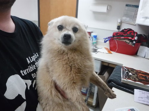 JUNO, an adoptable Pomeranian in Oroville, CA
