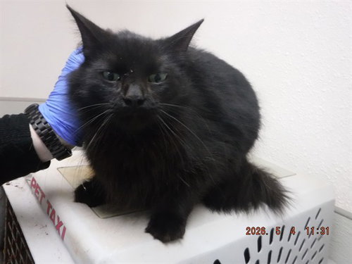 A612118, an adoptable Domestic Long Hair in Oroville, CA