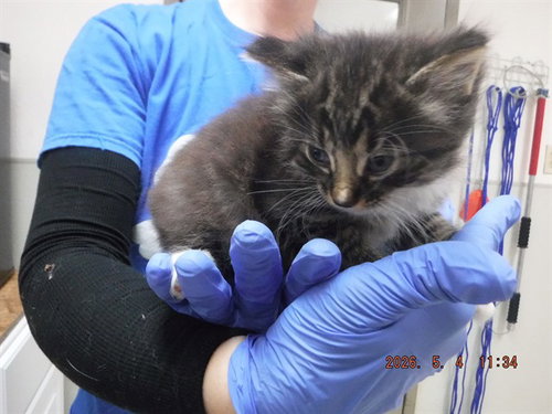 A612120, an adoptable Domestic Long Hair in Oroville, CA