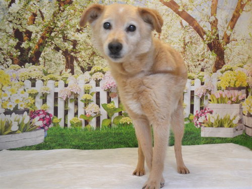 SONNY, an adoptable Carolina Dog in Oroville, CA