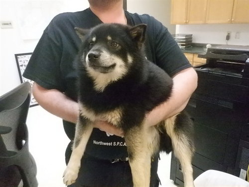 CHUNK, an adoptable Pomeranian in Oroville, CA