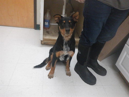 DOC, an adoptable Australian Cattle Dog in Oroville, CA