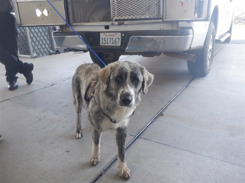 SHEILA, an adoptable Australian Shepherd in Oroville, CA